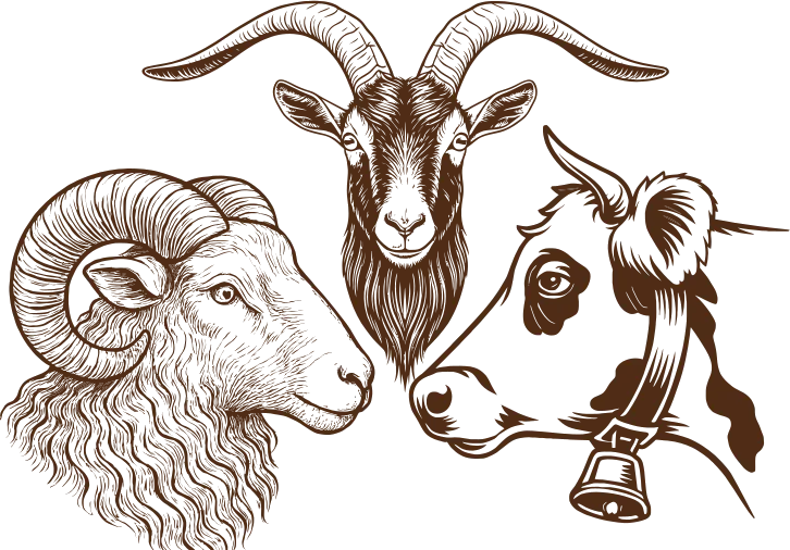 Ilustração de um carneiro, uma cabra e uma vaca